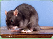 rat control Pudsey