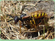 wasp control Pudsey